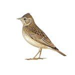 Skylark