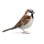 Sparrow