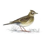 Skylarks