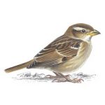 Sparrows