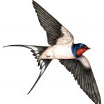 Swallows
