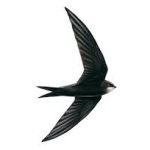 Swifts