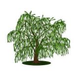 Willows